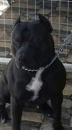 a black and white dog sitting on some steps with a chain around it's neck