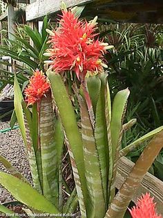 some red flowers are growing in a pot