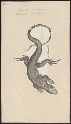 an old drawing of a lizard with its tail curled up in the shape of a circle