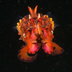 an orange and red sea horse with its head turned to look like it is floating in the water