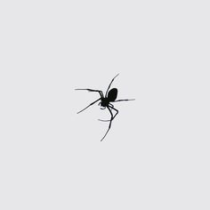 a black widow spider in the middle of its web