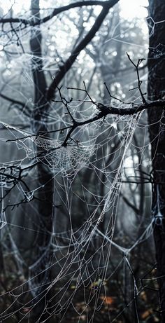 a spider web in the woods on a foggy day