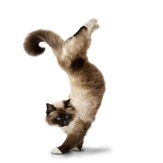 a siamese cat standing on its hind legs