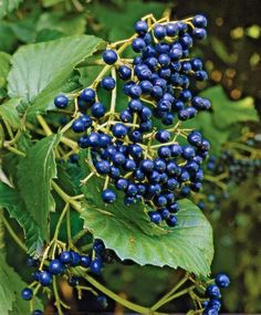 blue berries growing on the branches of a tree