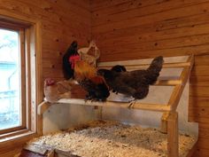 chickens and roosters are standing on the ledge of a chicken coop in front of a window