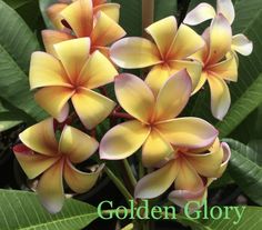 yellow and pink flowers with green leaves in the background that says golden glory on it