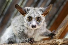 a close up of a small animal on a tree branch with wood in the background