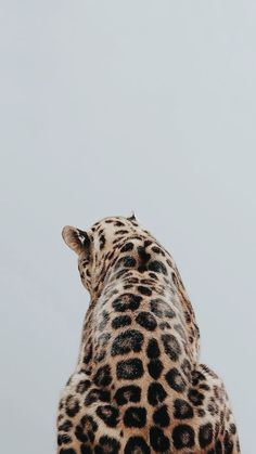 the back end of a giraffe's head against a gray sky background