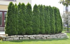 a row of green trees next to a stone wall in front of a house on a sunny day