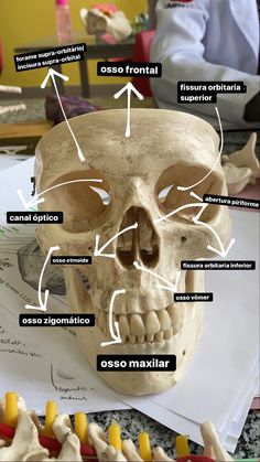 an image of a human skull with different parts labeled on it's face and neck