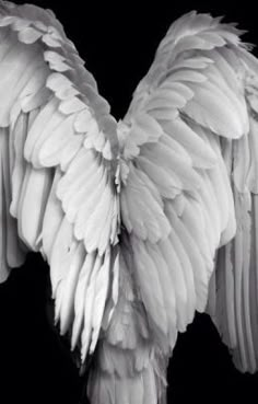 black and white photograph of an angel's wings