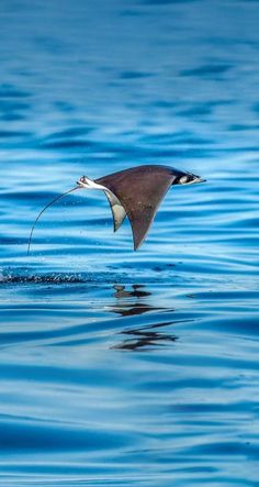 a bird flying over the water with it's wings spread out to catch food