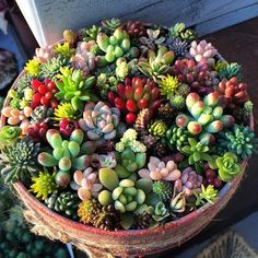 a potted plant with many different types of succulents growing in it