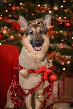 a german shepherd dog dressed up for christmas