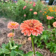 an orange flower in the middle of a garden