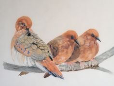 three birds are sitting on a branch with their heads turned to the side, and one bird has its eyes closed