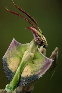 a close up of a green and purple flower with long antennae on it's head