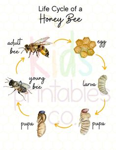 the life cycle of a honey bee