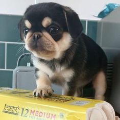 a small dog standing on top of a box