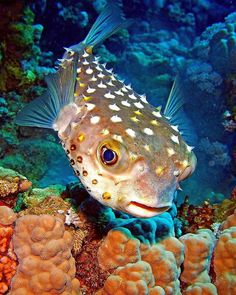 a close up of a fish on a coral reef