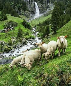 four sheep are grazing on the side of a hill near a stream and a waterfall