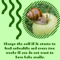 a snail sitting on top of an apple with a caption that reads change the roll if it starts to look unhealthy and every two weeks if you do not want to have baby snails