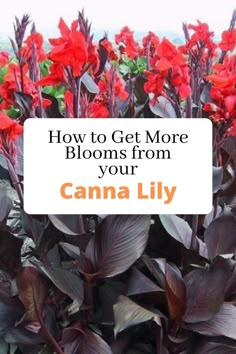 red flowers with the words how to get more blooms from your canna lily