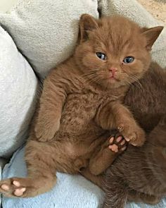 a brown cat sitting on top of a stuffed teddy bear next to a blue and white pillow