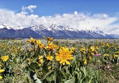 a field full of yellow flowers with mountains in the background