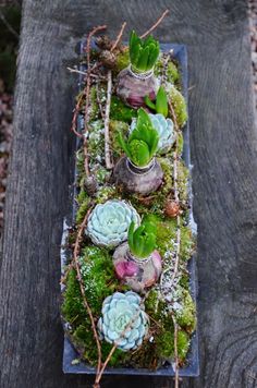 an arrangement of succulents and moss on a bench