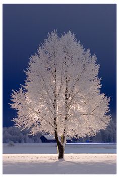 a white tree in the middle of a snow covered field