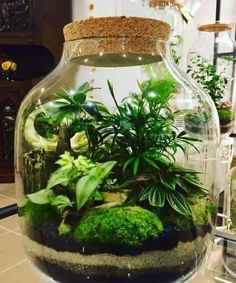 a glass jar filled with plants and rocks