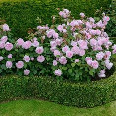 pink roses are growing in the middle of a hedged planter bed, surrounded by green grass