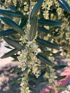 an olive tree with white flowers and green leaves