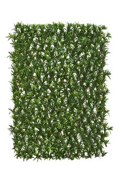 the top view of a green hedge on a white background