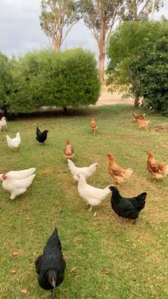 a flock of chickens walking across a lush green field