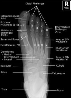 an x - ray view of the foot and ankle with labels on each side, labeled below