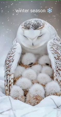 White Owls, Winter Favorites, Snow Owl, Amazing Birds, Ice Snow, Gallery Wallpaper, Owl Pictures, White Owl, Art Gallery Wallpaper