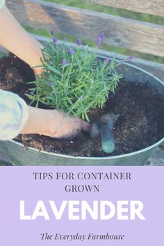 someone is planting lavender in a pot with the words tips for containerer grown lavender