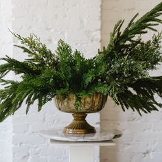 a potted plant sitting on top of a white table