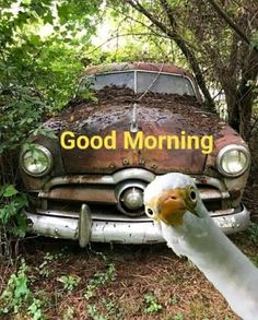 a goose is standing next to an old car with the words good morning written on it