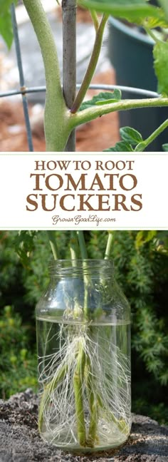 an image of how to root tomato succulents in a jar on the ground