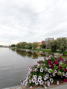 purple and white flowers are growing on the side of a wall near water with buildings in the background