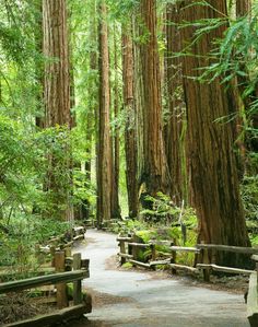 a path in the middle of a forest with lots of trees and benches on both sides