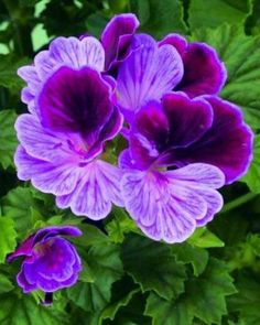 purple flowers with green leaves in the background