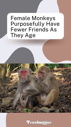 two monkeys sitting on the ground in front of trees and text that reads female monkeys purposefully have few friends as they age