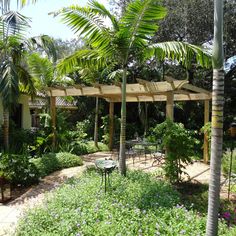 an outdoor patio area with palm trees and other greenery in the foreground, surrounded by lush vegetation