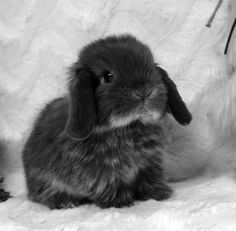 a black and white photo of a rabbit