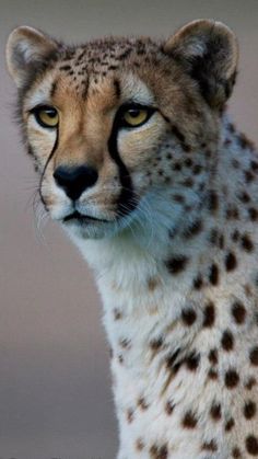 a cheetah is staring at the camera