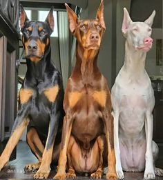 three doberman dogs sitting next to each other